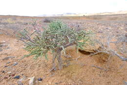 Image of Euphorbia ephedroides E. Mey. ex Boiss.