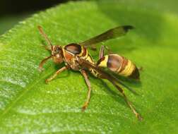 Image of Polistes stigma tamula (Fabricius 1798)