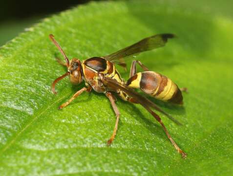 Image of Polistes stigma tamula (Fabricius 1798)