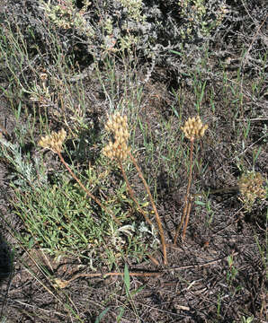 Image of Pseudosedum lievenii (Ledeb.) Berger