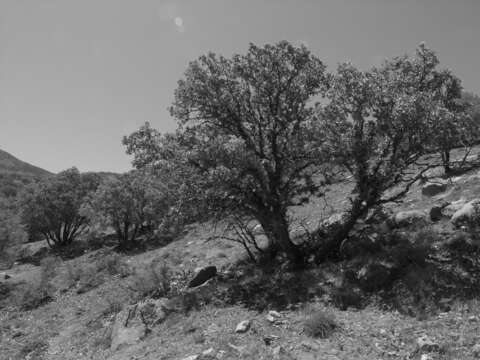 Image of Brant's oak