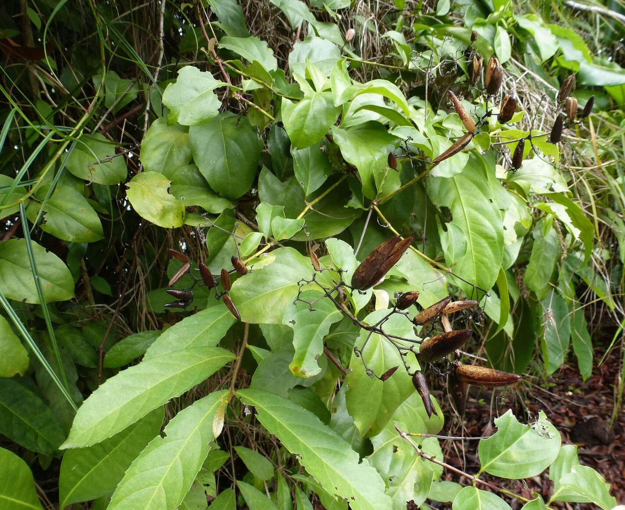 Imagem de Usteria guineensis Willd.