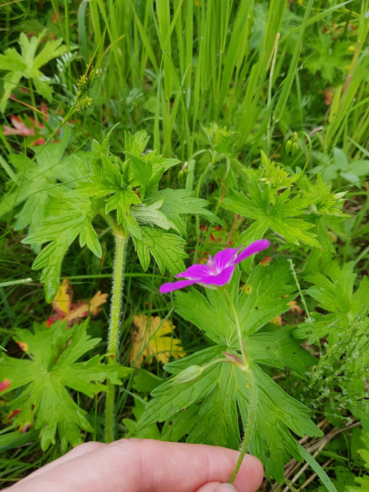 Imagem de Geranium palustre L.