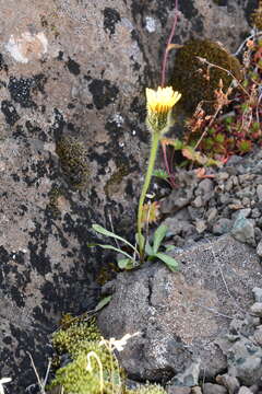 Image of Crepis chrysantha (Ledeb.) Turcz.