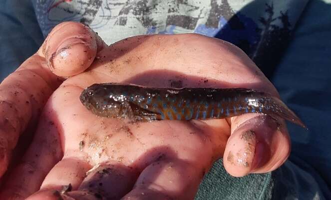 Image of Crested oystergoby