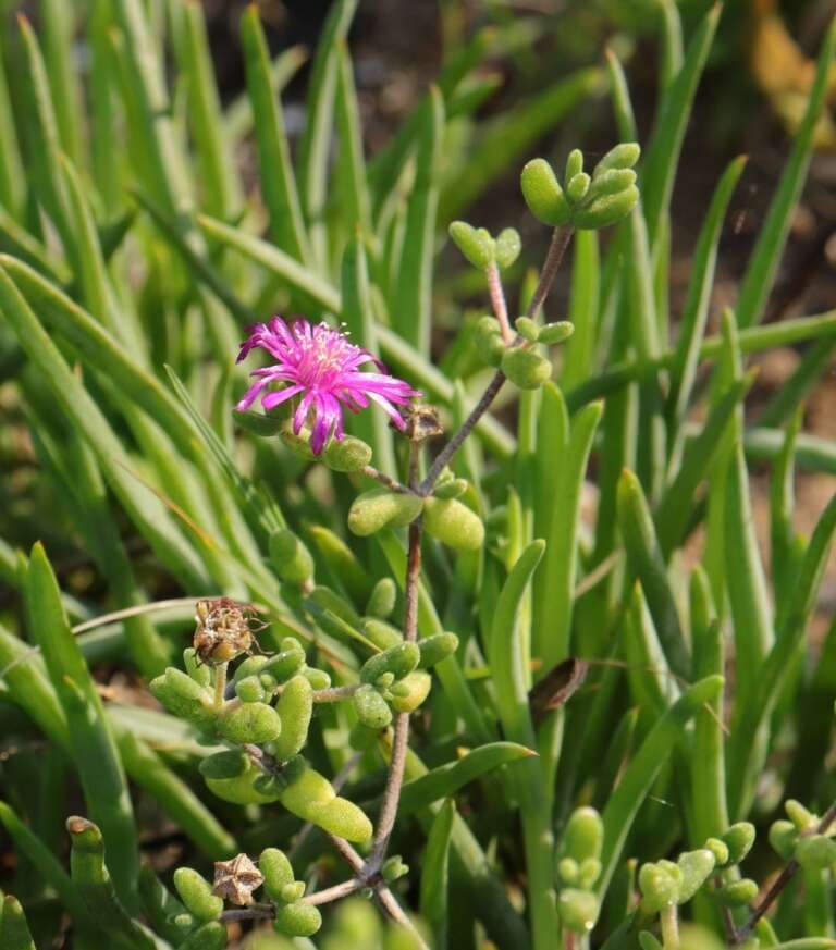 Imagem de Drosanthemum autumnale L. Bol.