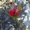 صورة Adenia densiflora Harms