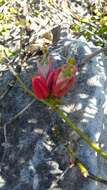 Image of Adenia densiflora Harms