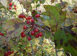 Viburnum opulus var. americanum (P. Mill.) Ait. resmi