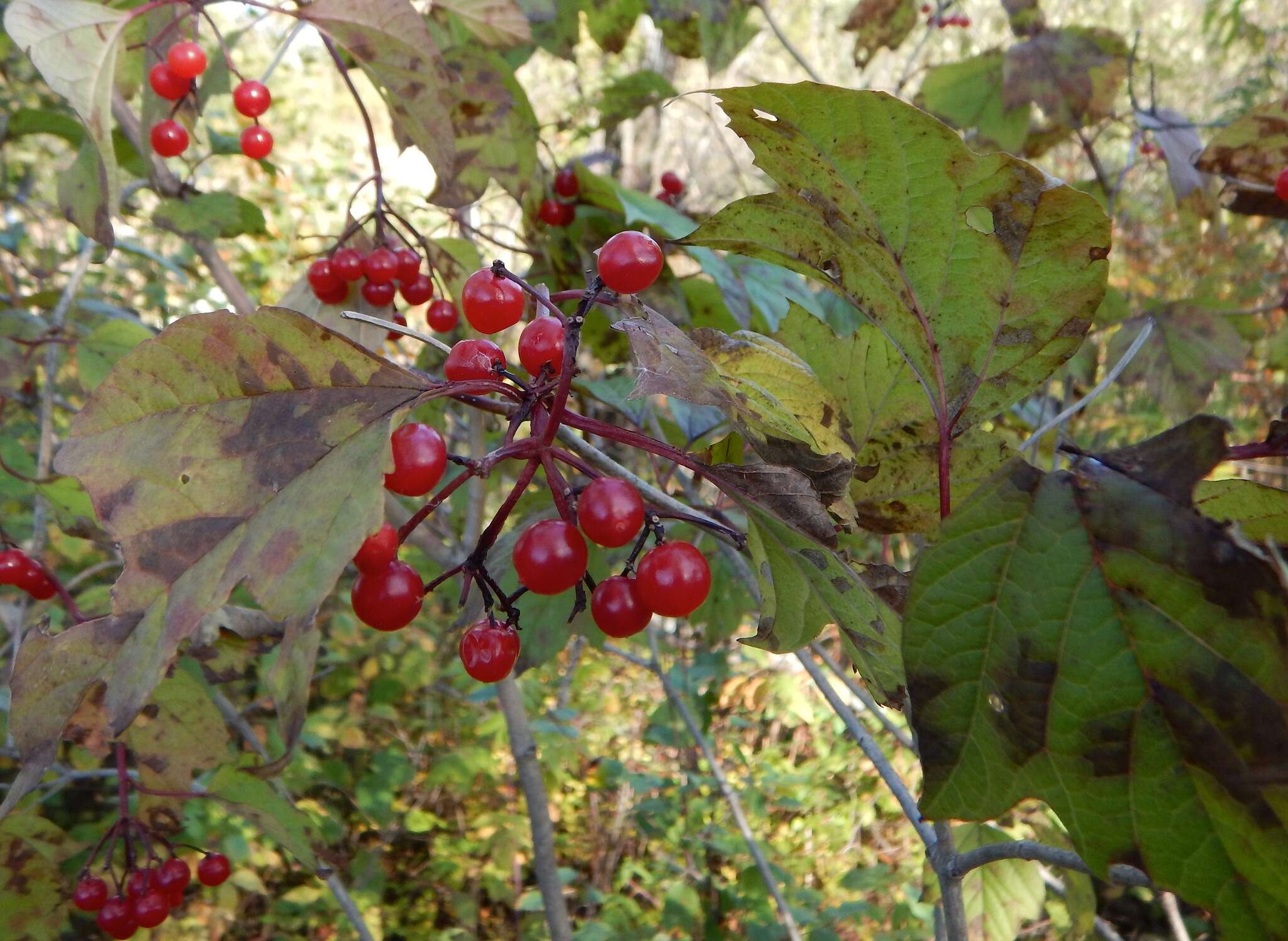 Imagem de Viburnum opulus var. americanum (P. Mill.) Ait.