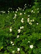 Anemone sylvestris subsp. sylvestris的圖片