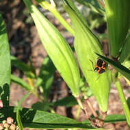 Lygaeus kalmii angustomarginatus Parshley & H. M. 1919 resmi