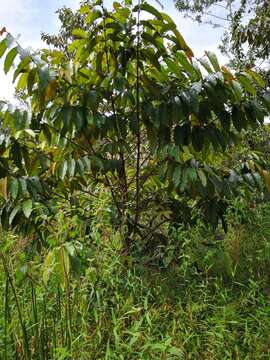 Image of Vismia macrophylla Kunth