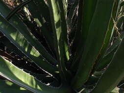 Image of Agave difformis A. Berger