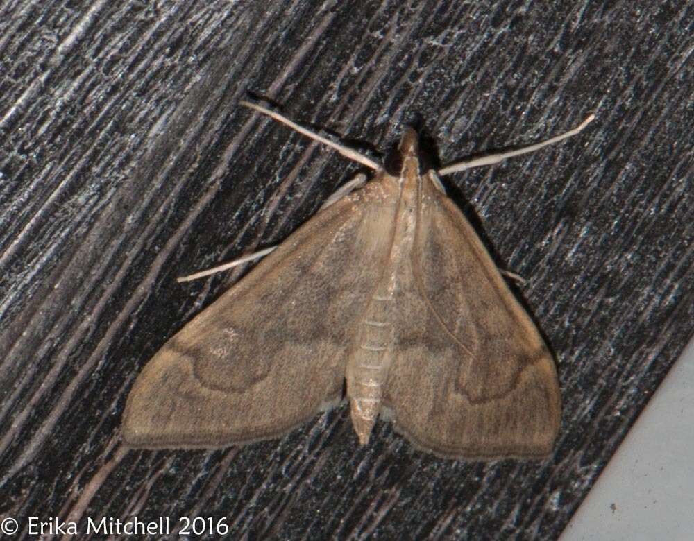 Image of <i>Anania mysippusalis</i>