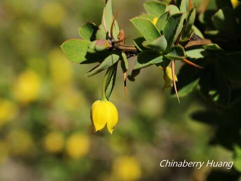 Image de Berberis morrisonensis Hayata