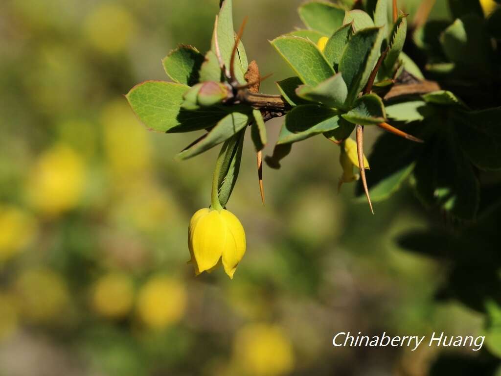 Imagem de Berberis morrisonensis Hayata