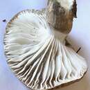 صورة Hygrophorus fuscoalboides Hesler & A. H. Sm. 1963