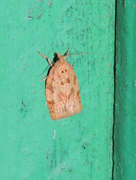 Image of summer fruit tortrix