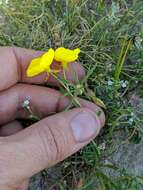 Imagem de Camissonia campestris (Greene) Raven