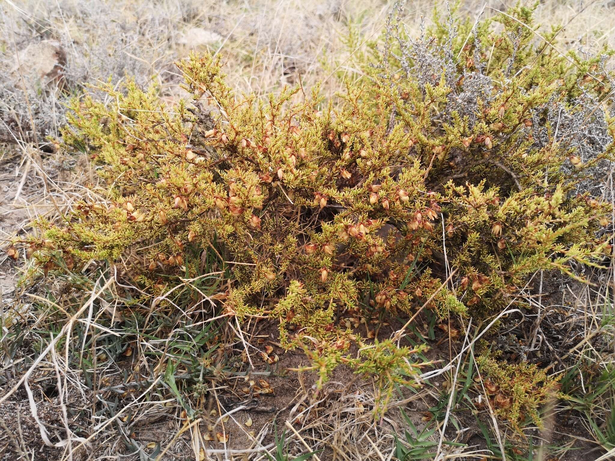 Image of Aspalathus arida subsp. procumbens (E. Mey.) R. Dahlgren