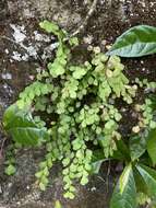 Image of fragile maidenhair