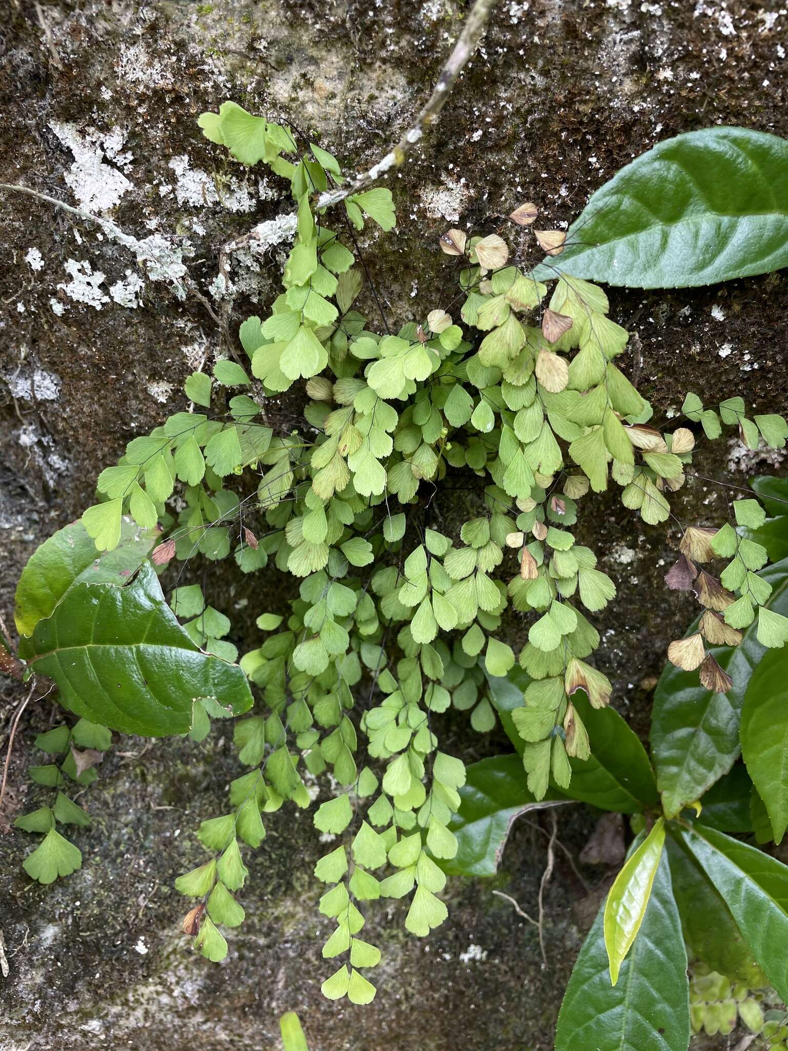 Adiantum fragile Sw.的圖片