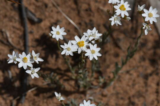 صورة Rhodanthe corymbiflora (Schltdl.) P. G. Wilson