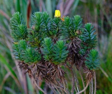 Image of Ursinia caledonica (Phillips) Prassler