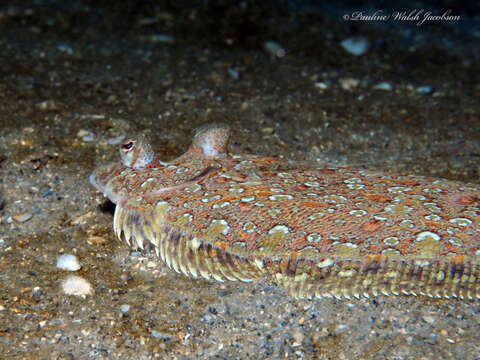 Image of Eyed Flounder