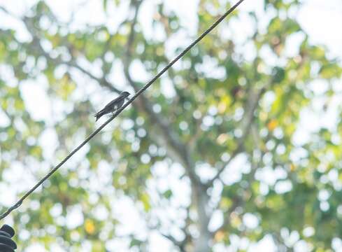 Image of White-thighed Swallow