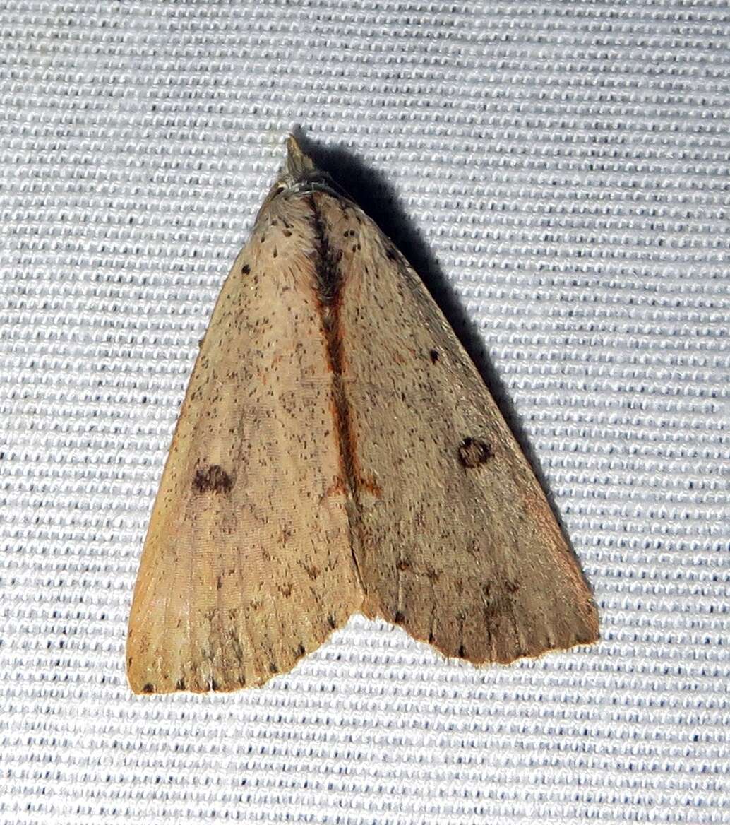 Image of Dead-wood Borer Moth