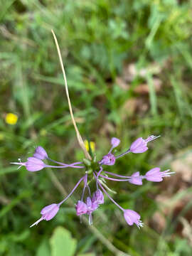 Image of Allium carinatum subsp. carinatum