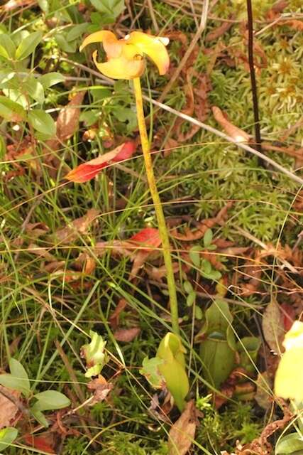 Image of purple pitcherplant