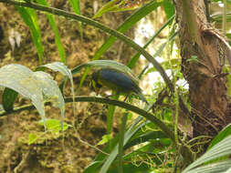 Image of Gold-ringed Tanager