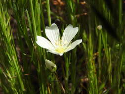 Image of white meadowfoam