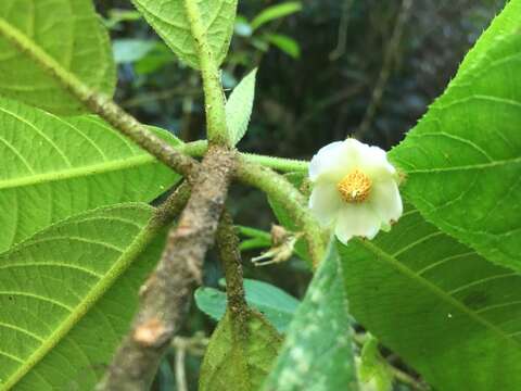 Image of Saurauia andreana F. M. Bailey