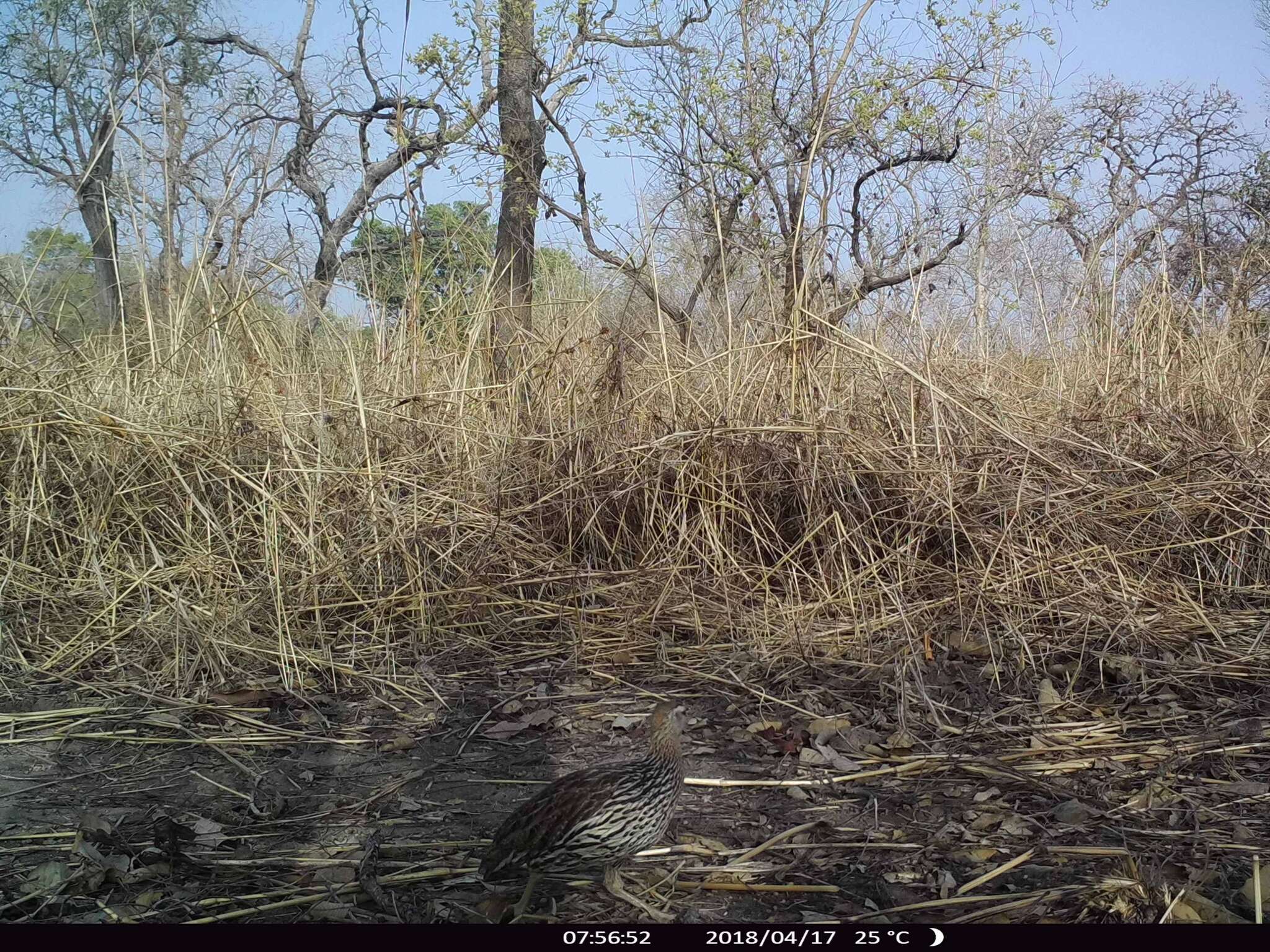 Image of Double-spurred Francolin