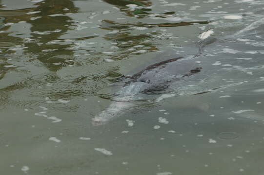 Image of Australian humpback dolphin