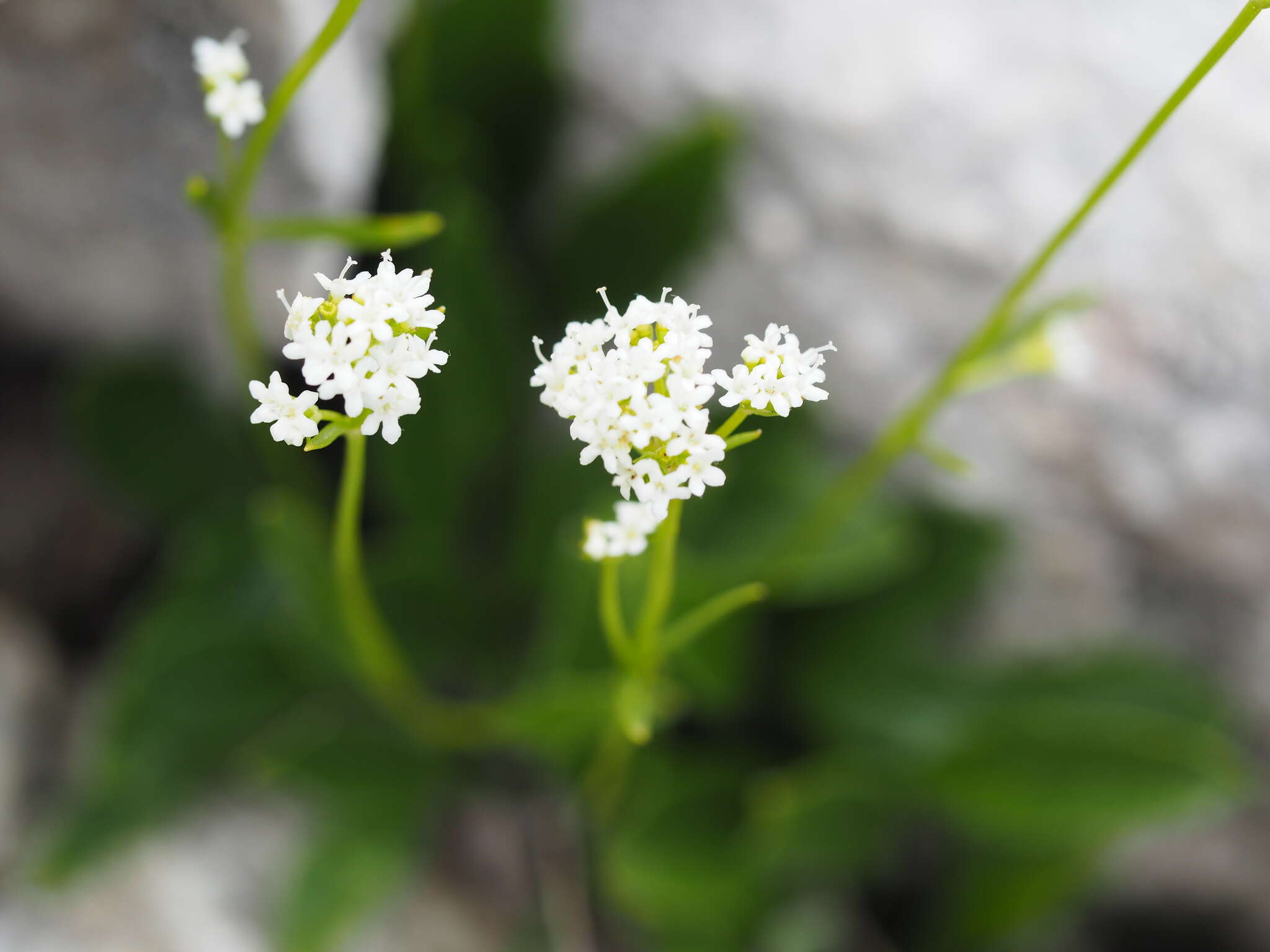 Image of Alpine Valerian