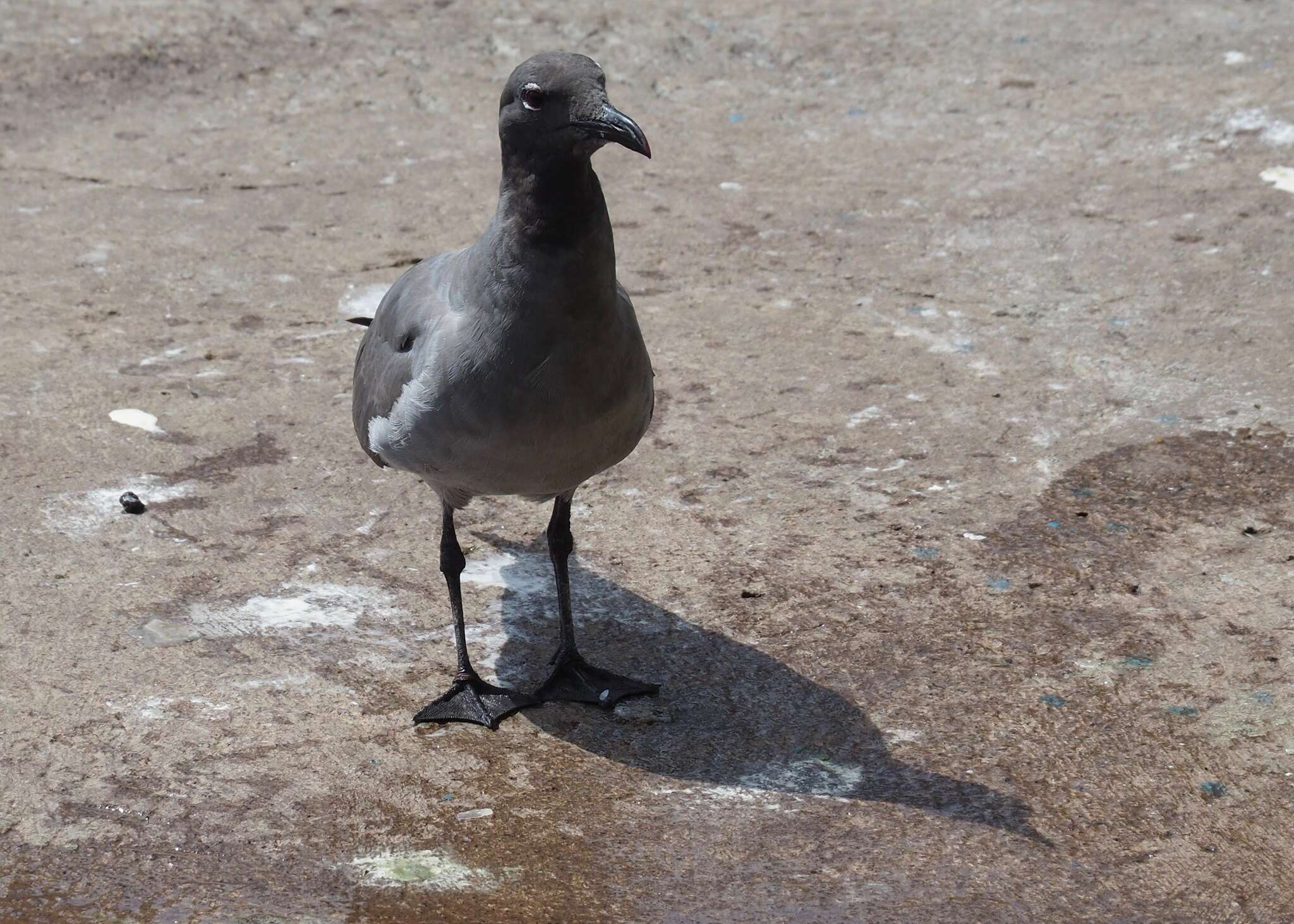 Image of Lava Gull