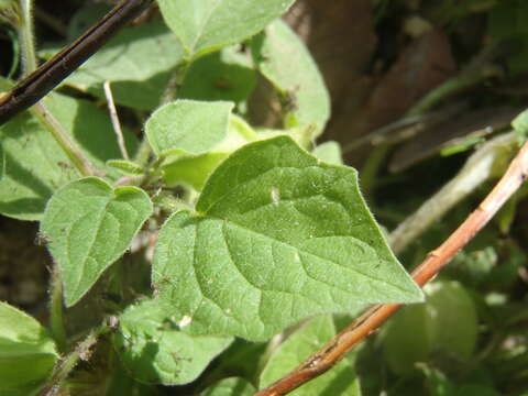 Imagem de Physalis pubescens L.