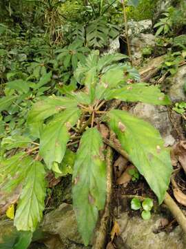 Image of Begonia carolineifolia Regel