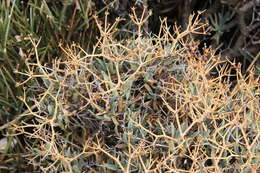 Image of Bupleurum fruticescens subsp. spinosum (Gouan) O. Bolos & Vigo