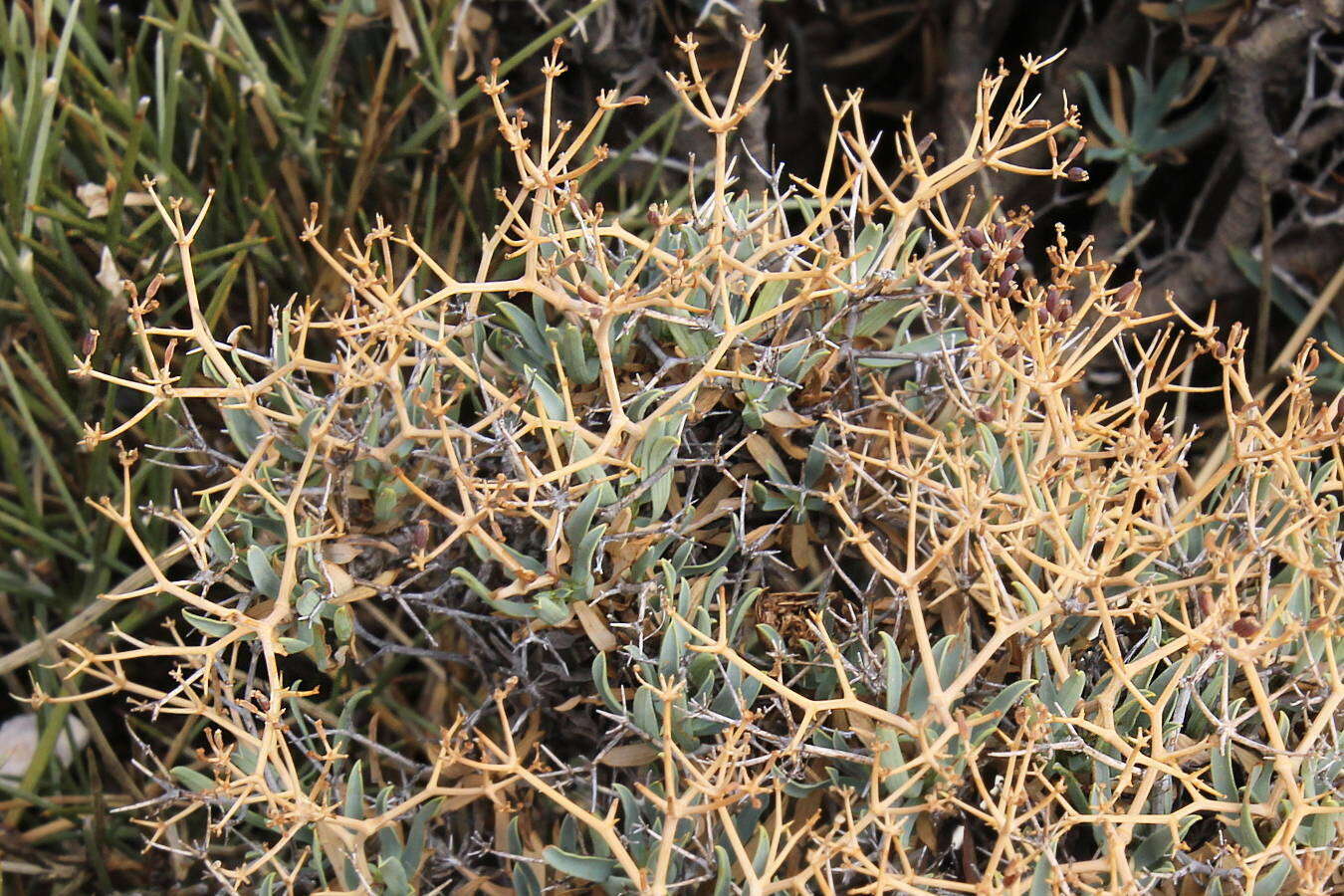 Image of Bupleurum fruticescens subsp. spinosum (Gouan) O. Bolos & Vigo