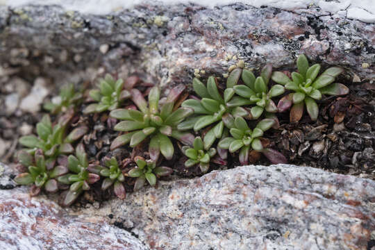 Plancia ëd Saxifraga chrysantha A. Gray