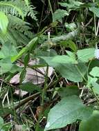 Image of Sharp-mouthed lizard