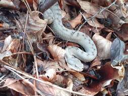 Image of Vipera aspis aspis (Linnaeus 1758)