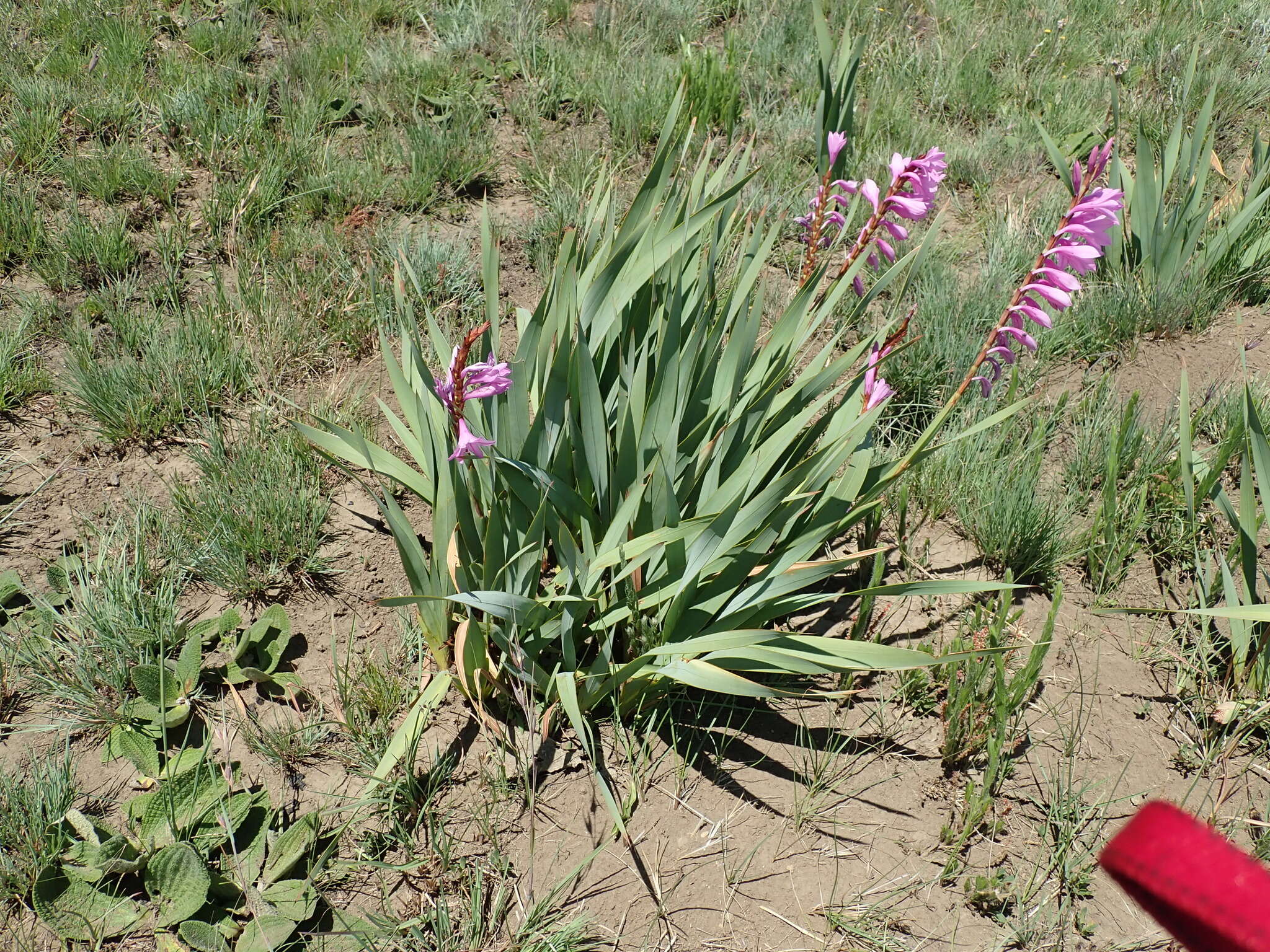 Image of Watsonia lepida N. E. Br.