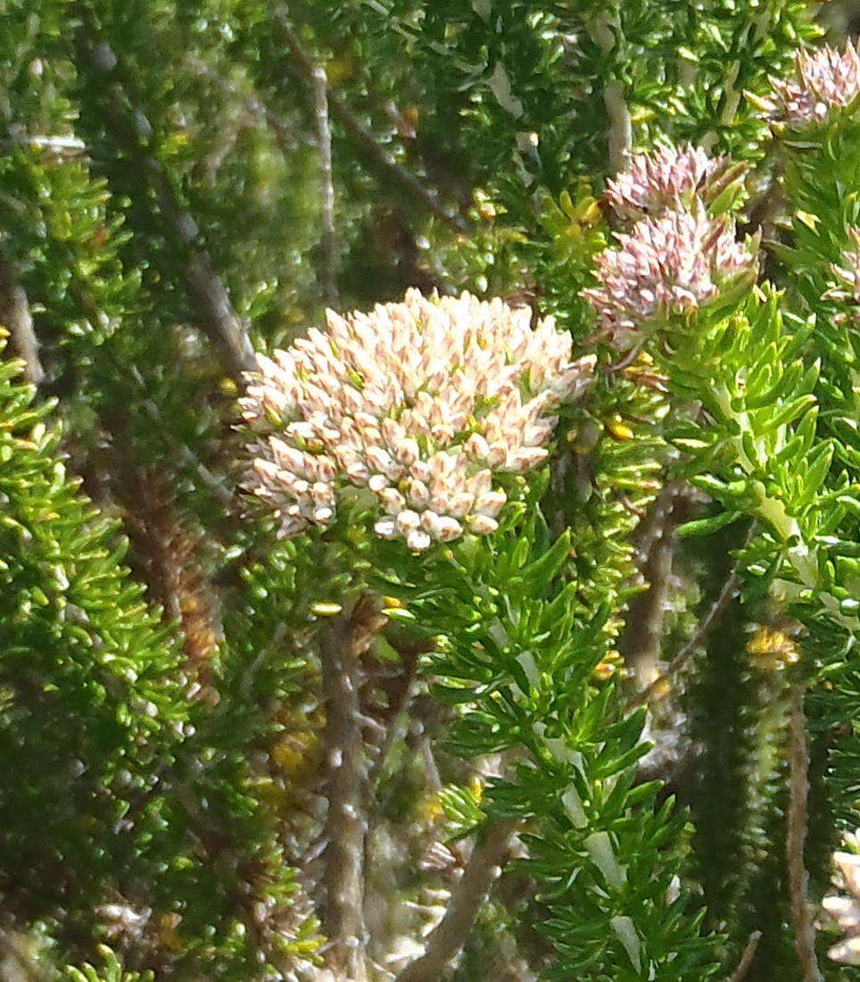 Image of Strandveld Blombush